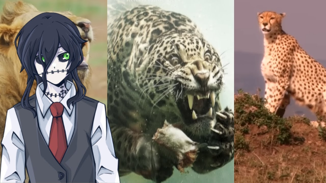 Cats are confusing | Toby reacts to The Ridiculously Complicated World of Cats by Casual Geographic