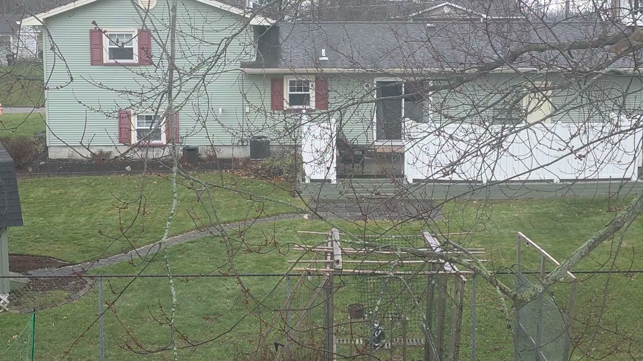 A Squirrel in the Rain | Quiet Backyard Sounds