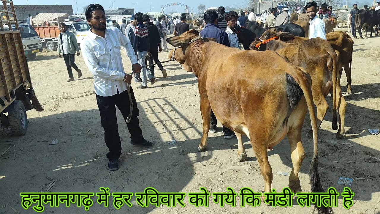 हनुमानगढ़ में हर रविवार को गये कि मंडी लगती है #cow #baffalo #cowgoat #goat #bullfarm #vairal 