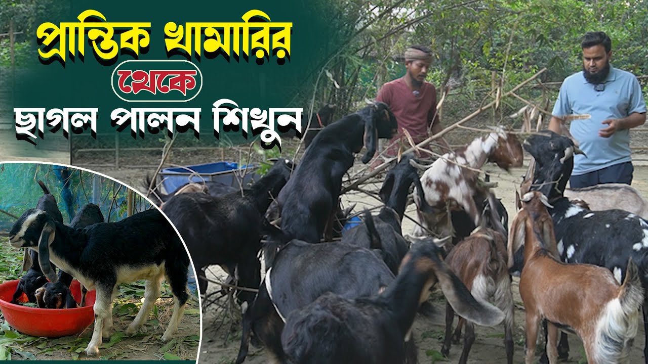 প্রান্তিক খামারীর থেকে ছাগল পালন শিখুন। Learn goat farming from marginal farmers.