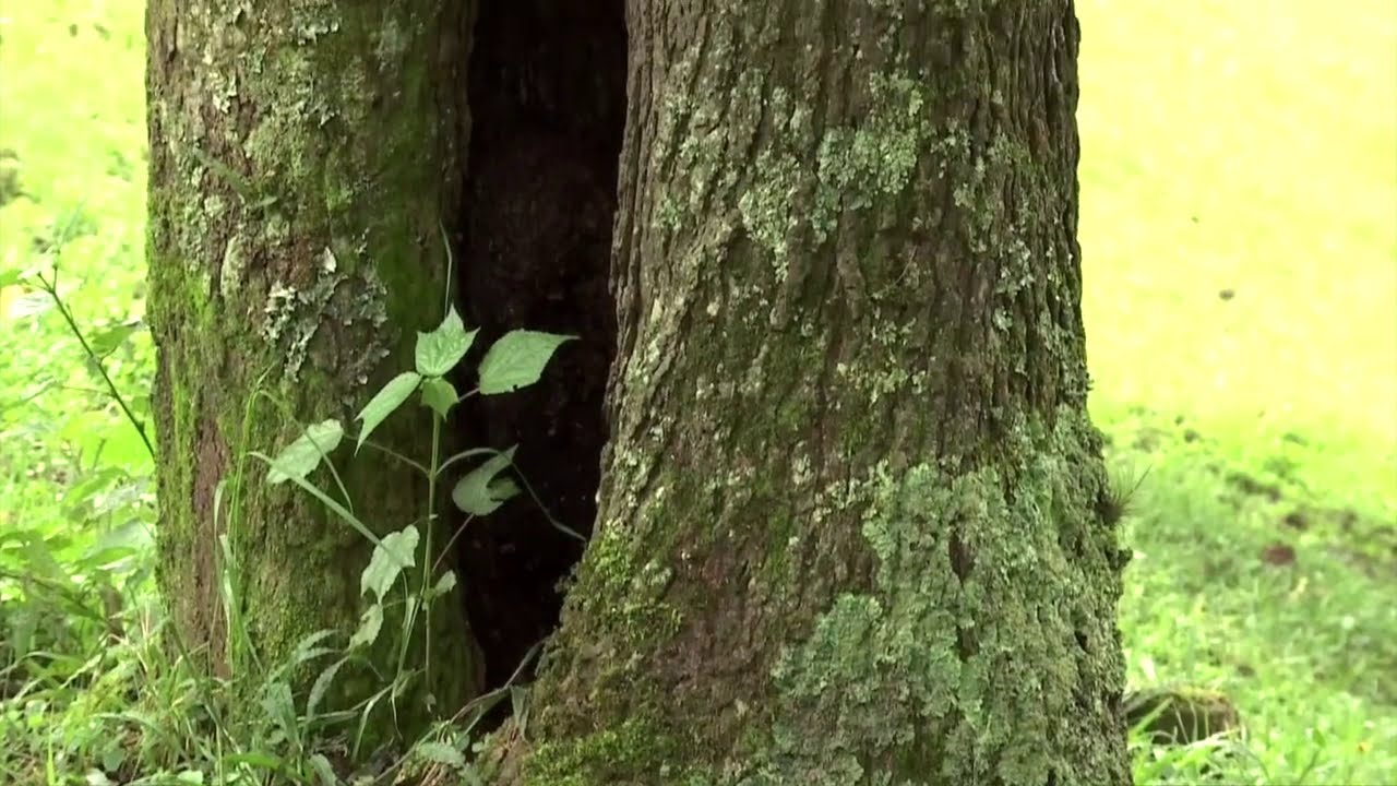 El Árbol de Liquidámbar