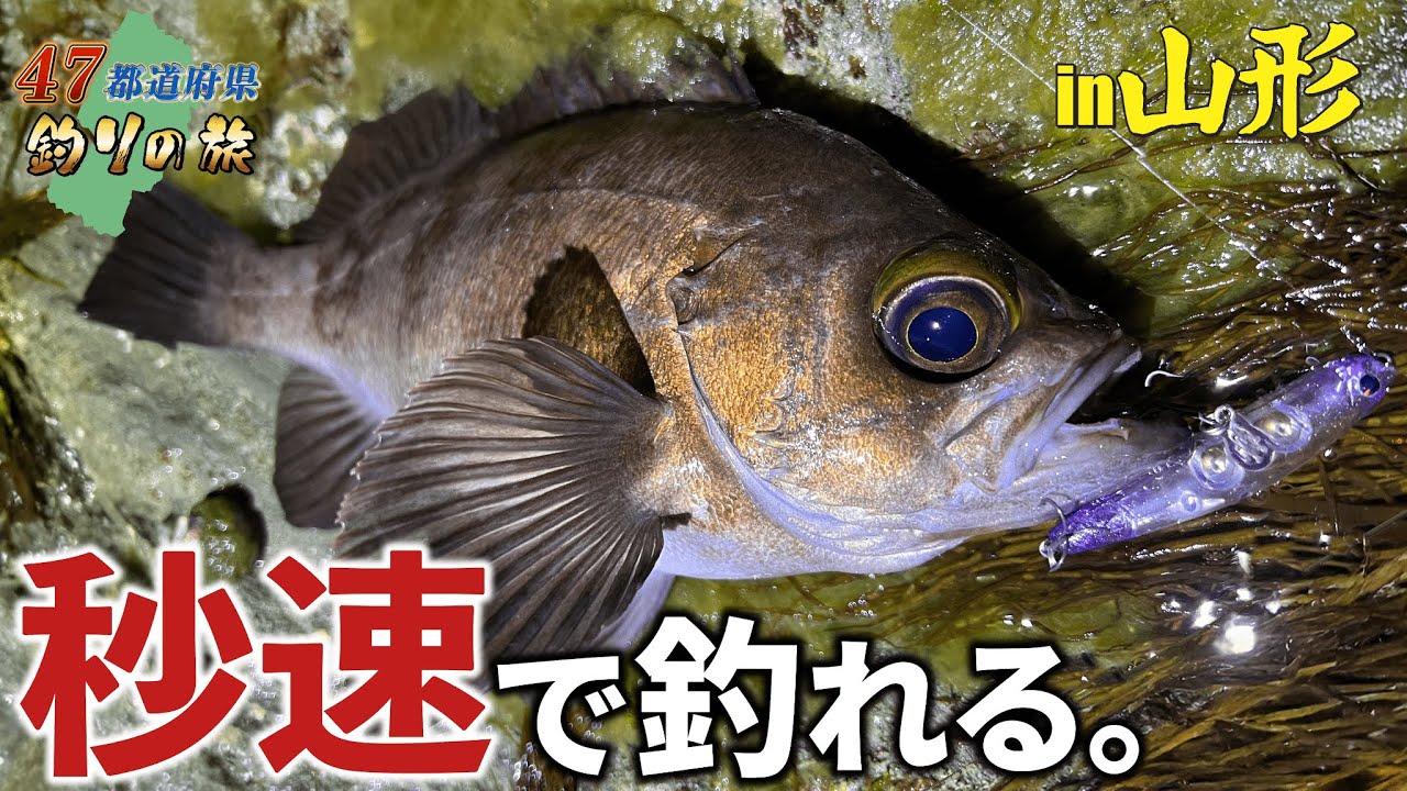 【メバリング】ライトソルトをする人は、後悔する前に見てほしい・・・このルアーが最強すぎた！47都道府県釣りの旅　第4話山形県編