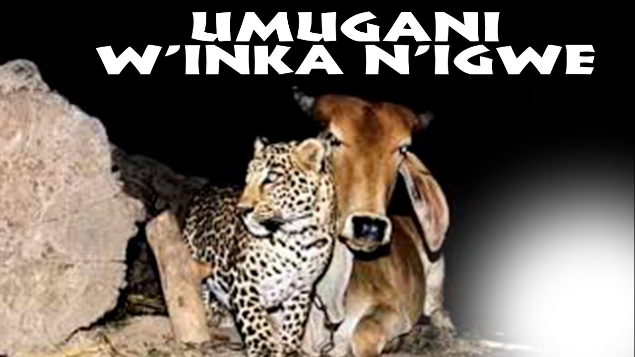 Umugani w'inka n'ingona