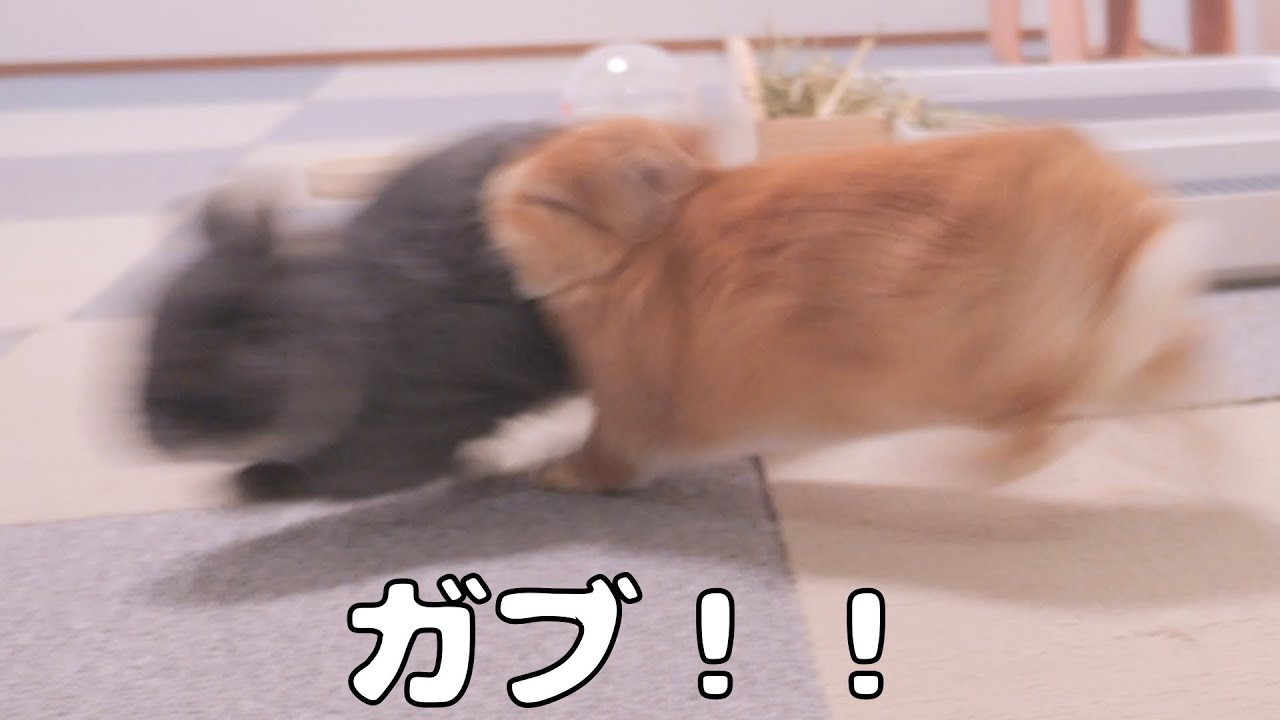 お腹のすいた兄うさぎが妹に噛み付いた瞬間がこちら【No.1081】