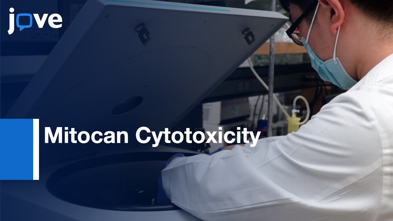 Nuclear Staining Assay to Determine Mitocan Cytotoxicity | Protocol Preview