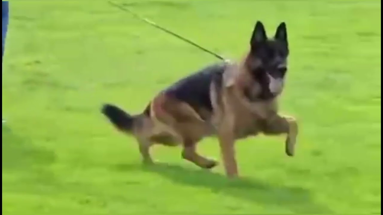 Elton v Blankanera #BSZS25