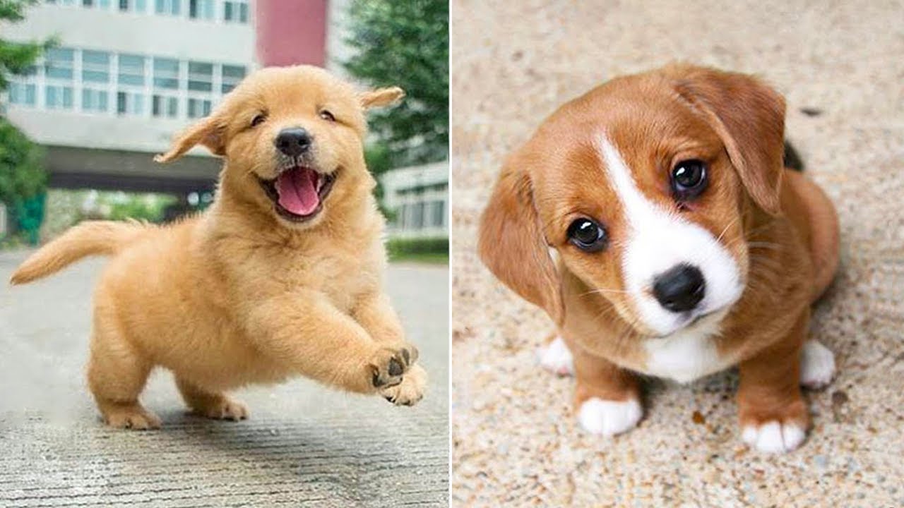 Funniest Animals 2024 😂 Best Funny Cats and Dogs 😻🐶 Part 44 | Cute Baby Dogs
