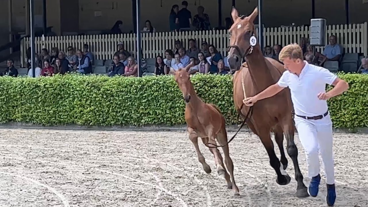 Compilation of the Jumper foals- final round @ KWPN Championships 2022