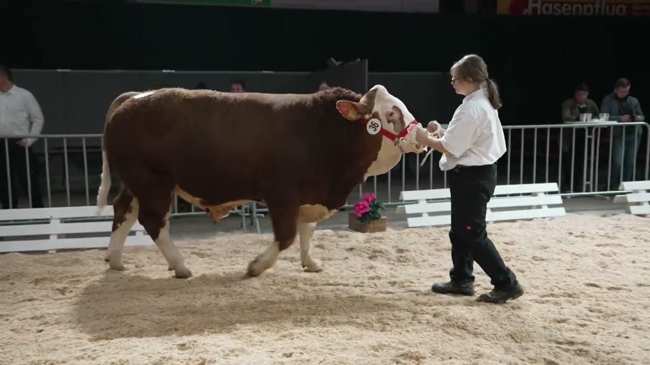 Fleckvieh Simmental Siegerauswahl