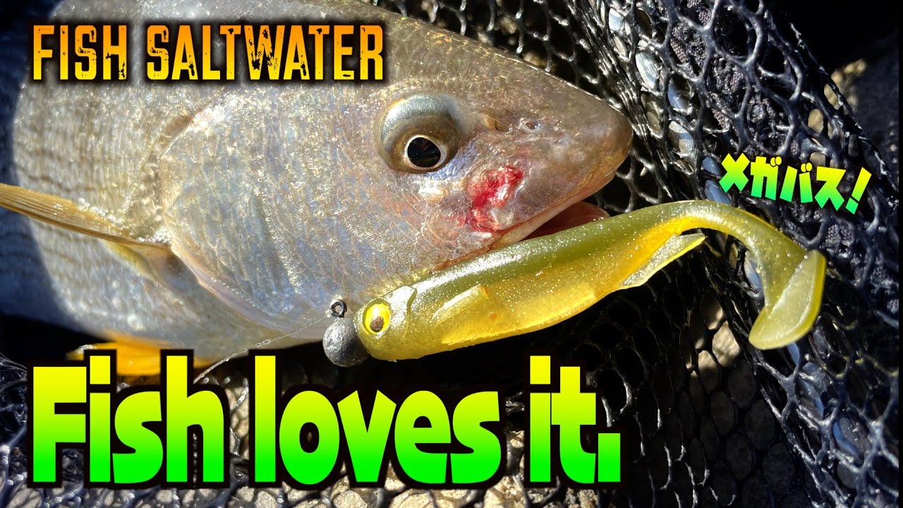 Bass Lure in Saltwater – Megabass Spark Shad Can Catch Any