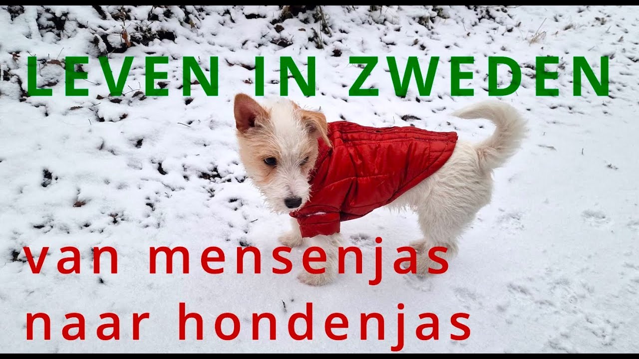 LEVEN IN ZWEDEN Van mensenjas naar hondenjas
