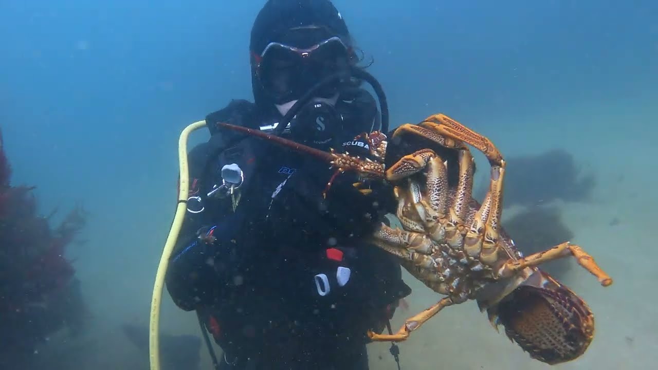 Diving at Torquay - Bag Limit of Crays