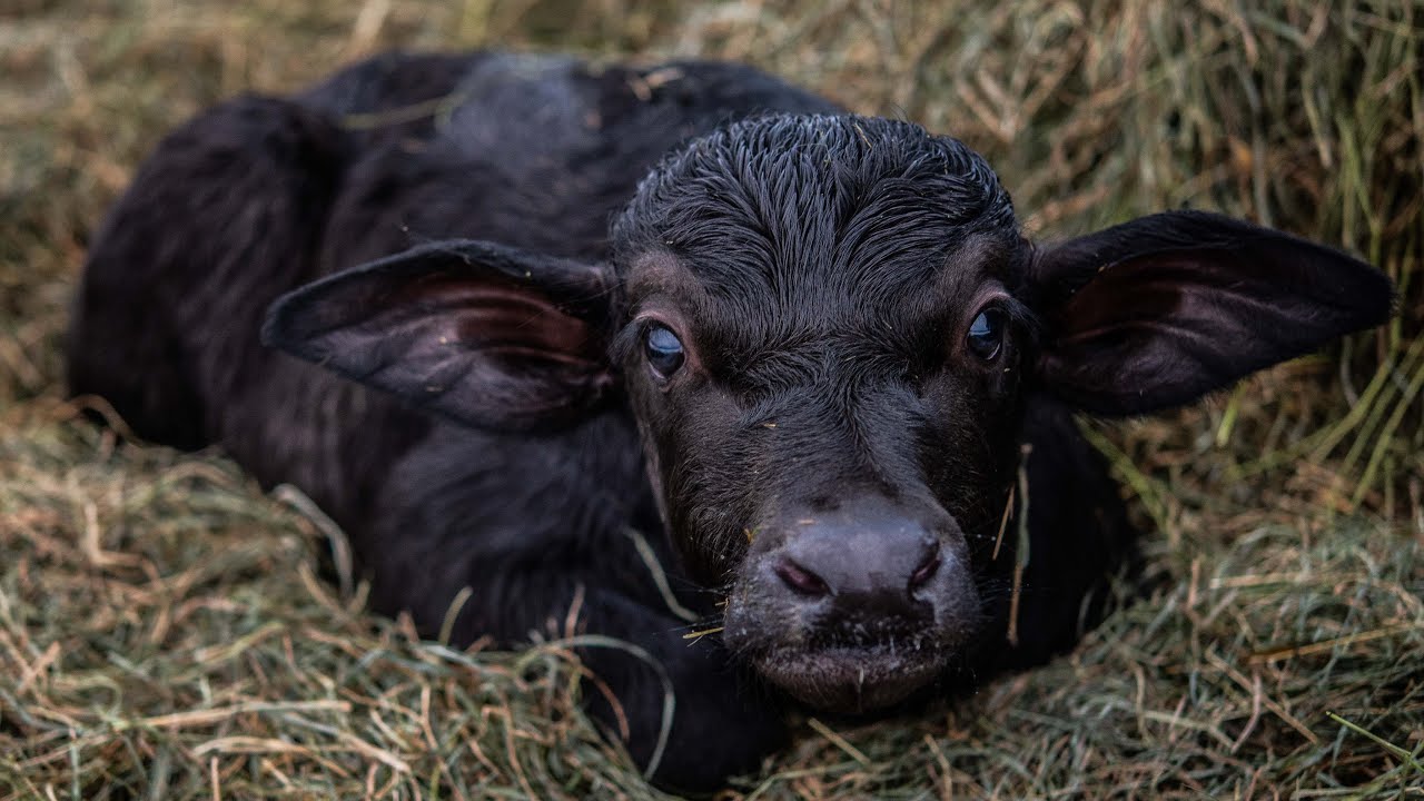 IT´S A GIRL! A water buffalo baby is born