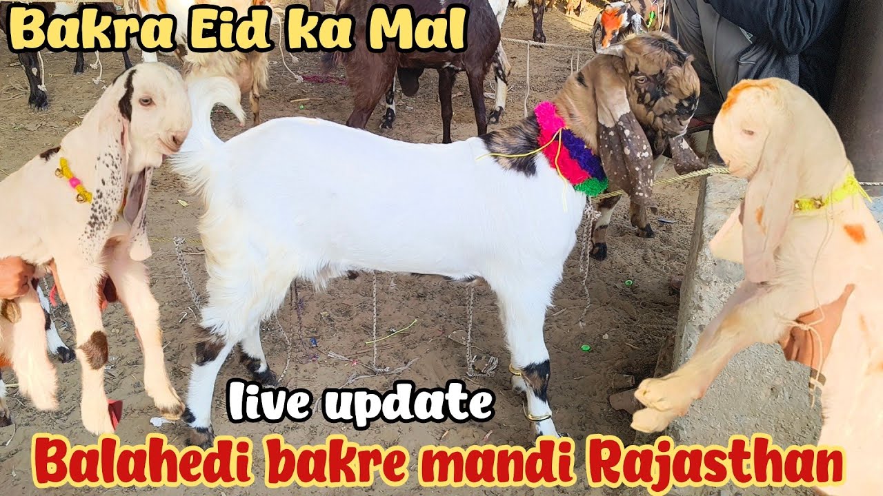 Balahedi goat market live update 13/4/2026 Rajasthan's biggest goat market