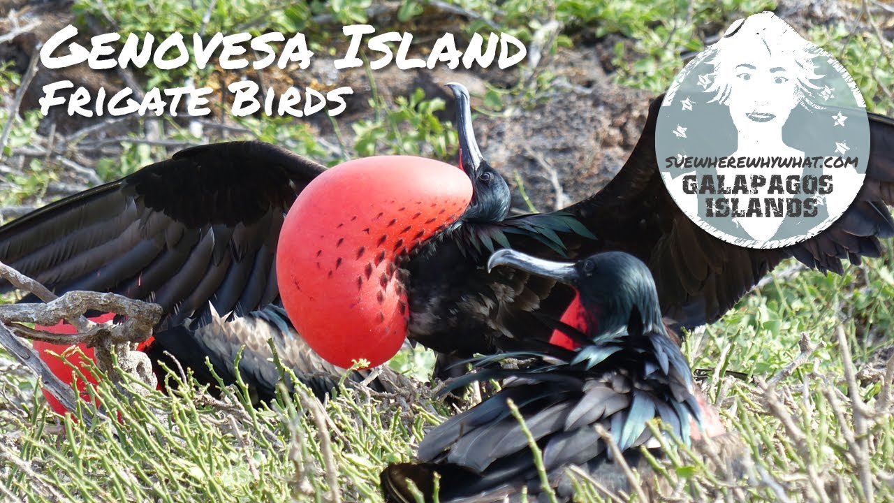 Genovesa Island - The Gal&aacute;pagos Islands, Ecuador, South America