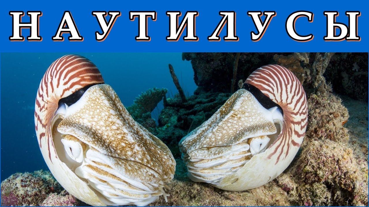 НАУТИЛУСЫ - Корабли в глубинах океана
