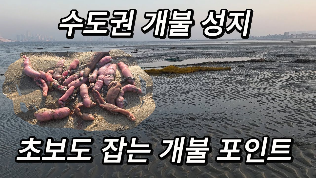 개불 해루질하는 개불킹 (개불 손질 법)