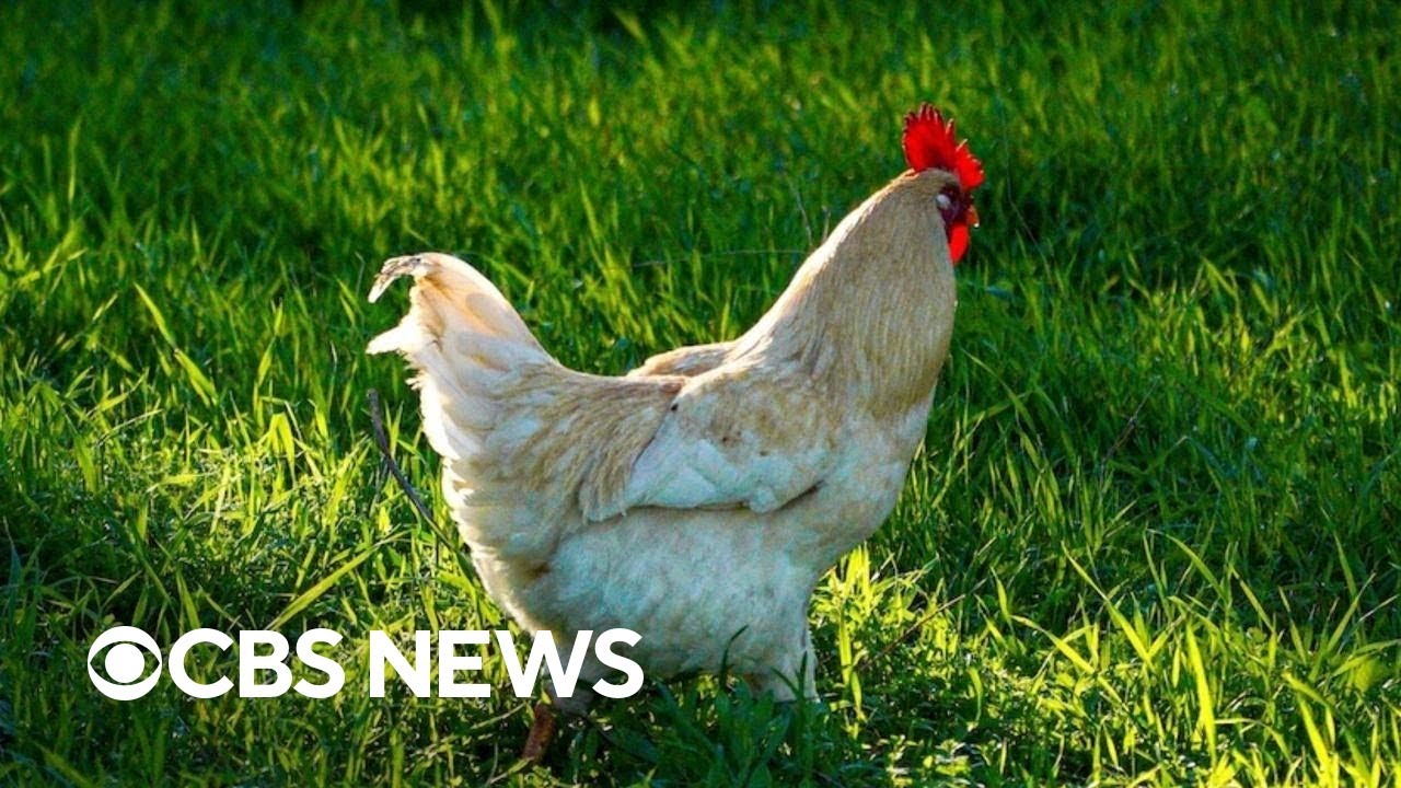 What to know about New York's poultry market shutdowns amid bird flu concerns