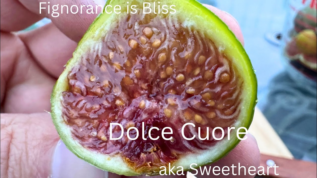 Bonus Dolce Cuore Main Crop. Amazing fig. 9/28/2025