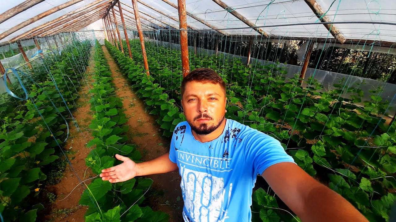 CUM ARATĂ CASTRAVEȚI CASSIUS✖️PRUT ȘI KYBRIA F1 LA DOUĂ SĂPTĂMÂNI DE LA PLANTARE !