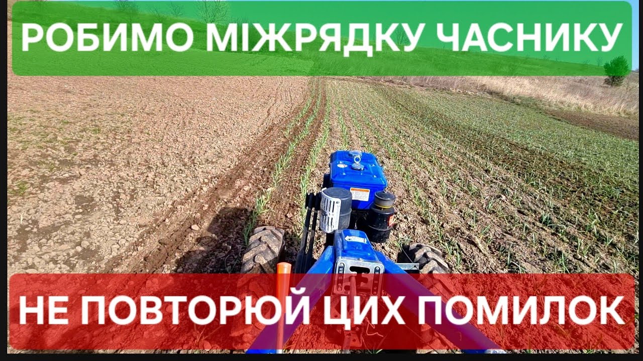 #часник  Як закрити вологу і не забрати в себе урожай?