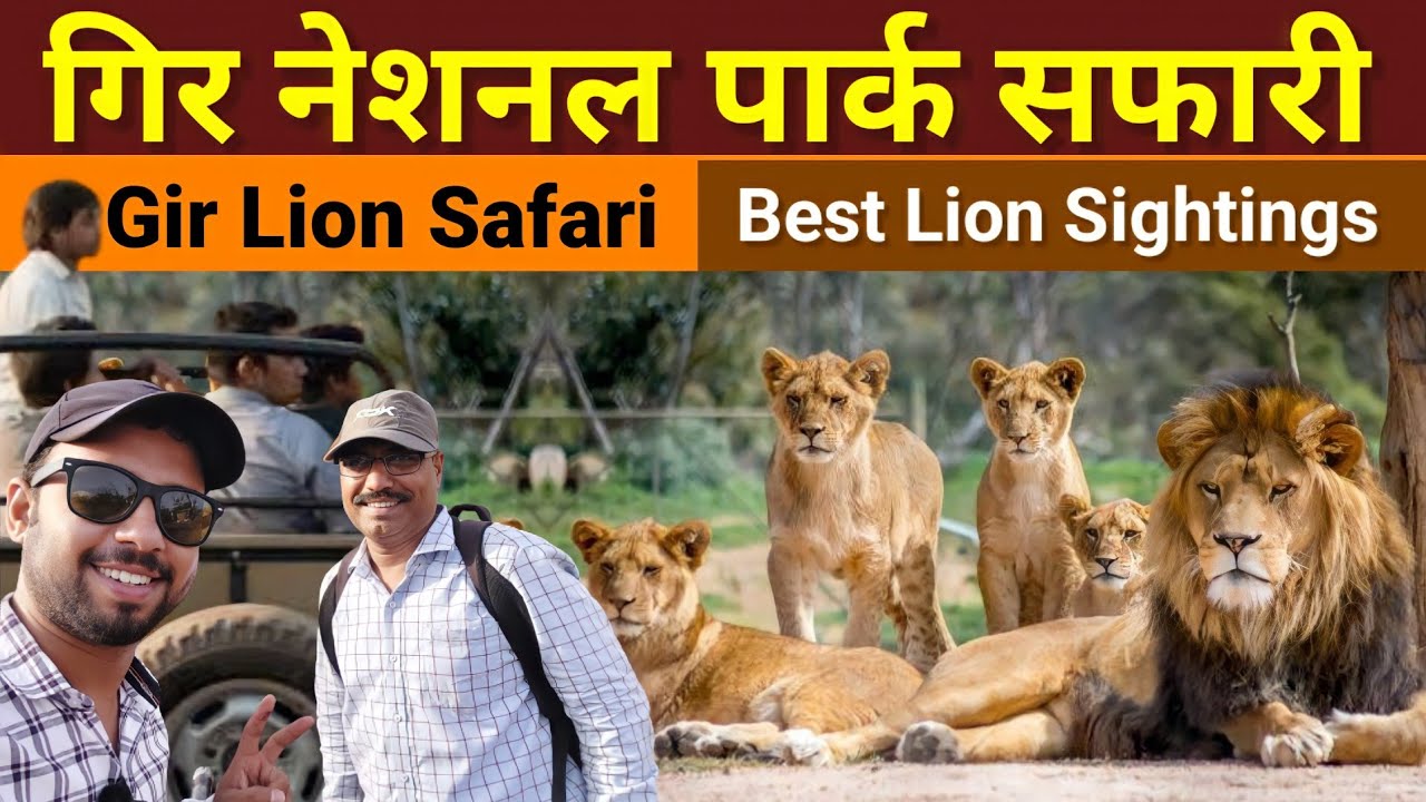 Gir Lion Safari | Gir National Park | Jungle Safari | Sasan Gir Gujarat | Wildlife safari