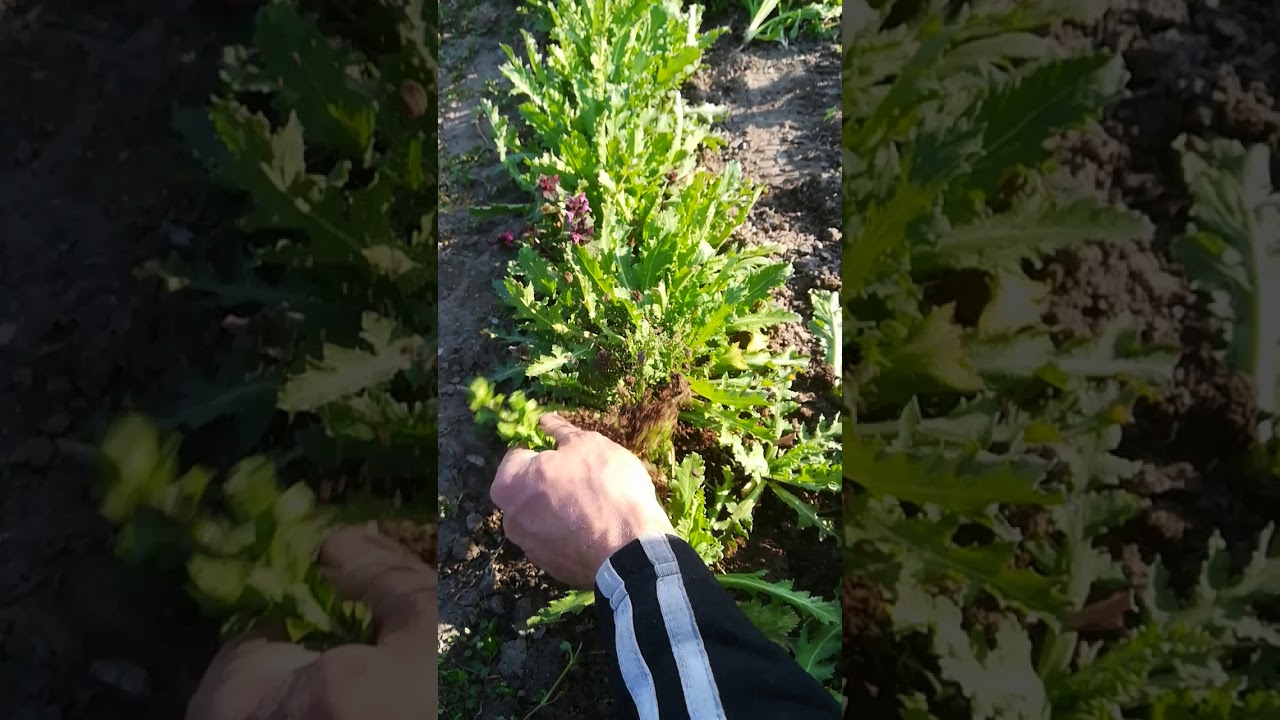 Őszi mák tavaszi munkálatai 2.