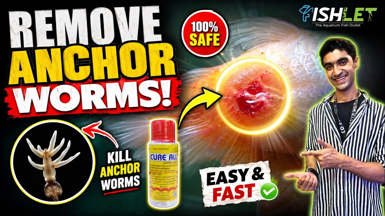How to Remove Anchor Worms from Fish | Cure & Treatment Guide form fishlet