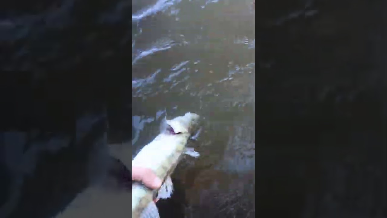 Fishing #happy #sport #silure #fishing #shorts