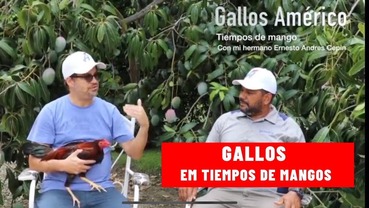 Gallos en tiempo de mangos ... invitado Ernesto Andrés Cepin el Mentaó