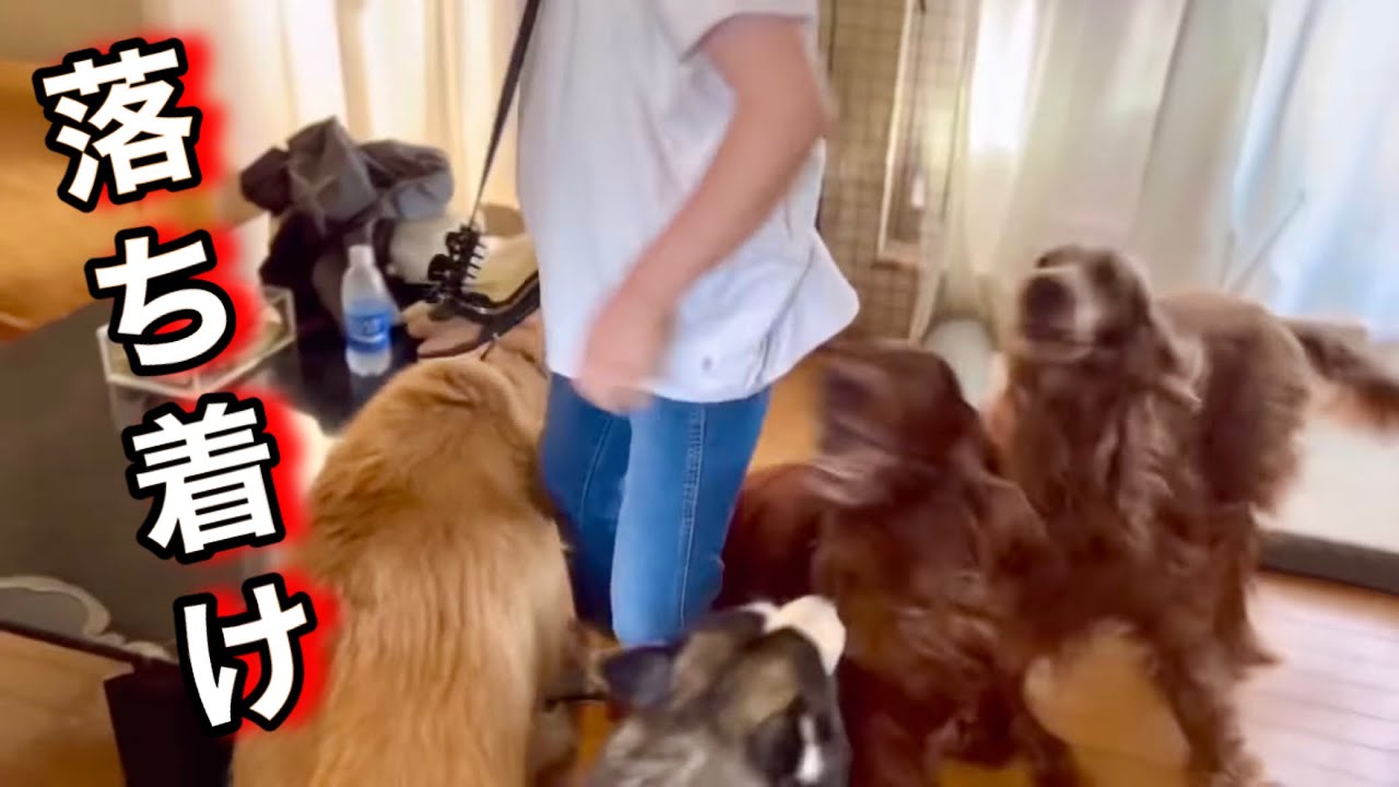大型犬４頭にお出迎えされるのは賑やかを通り越して迷惑でしかない件