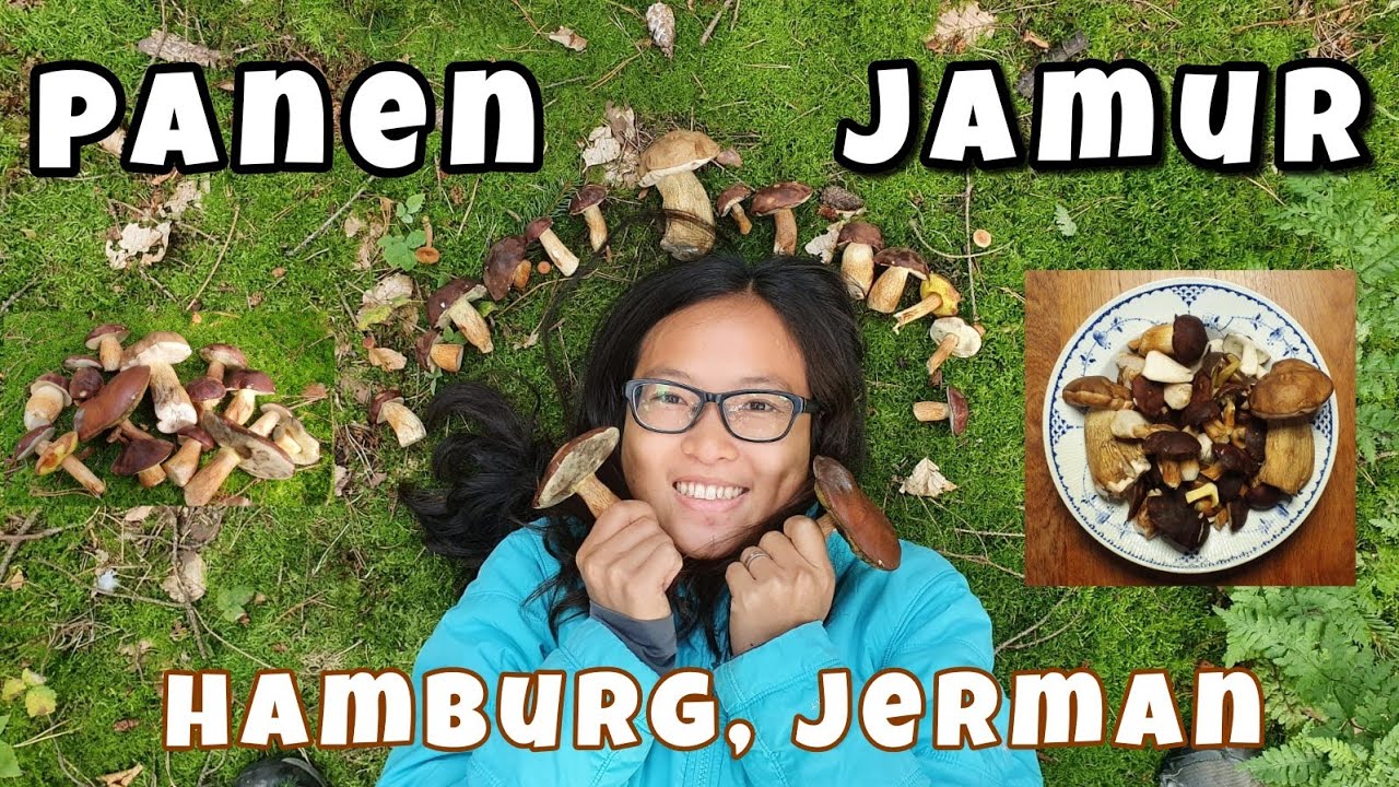 Panen Jamur di Jerman | Berburu Jamur di Eropa