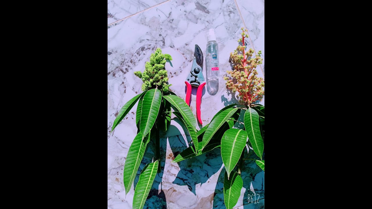 شاهد كوارث تقليم الأصناف المحلية 😲 | الزبده و العويس 🥭 😣🙄