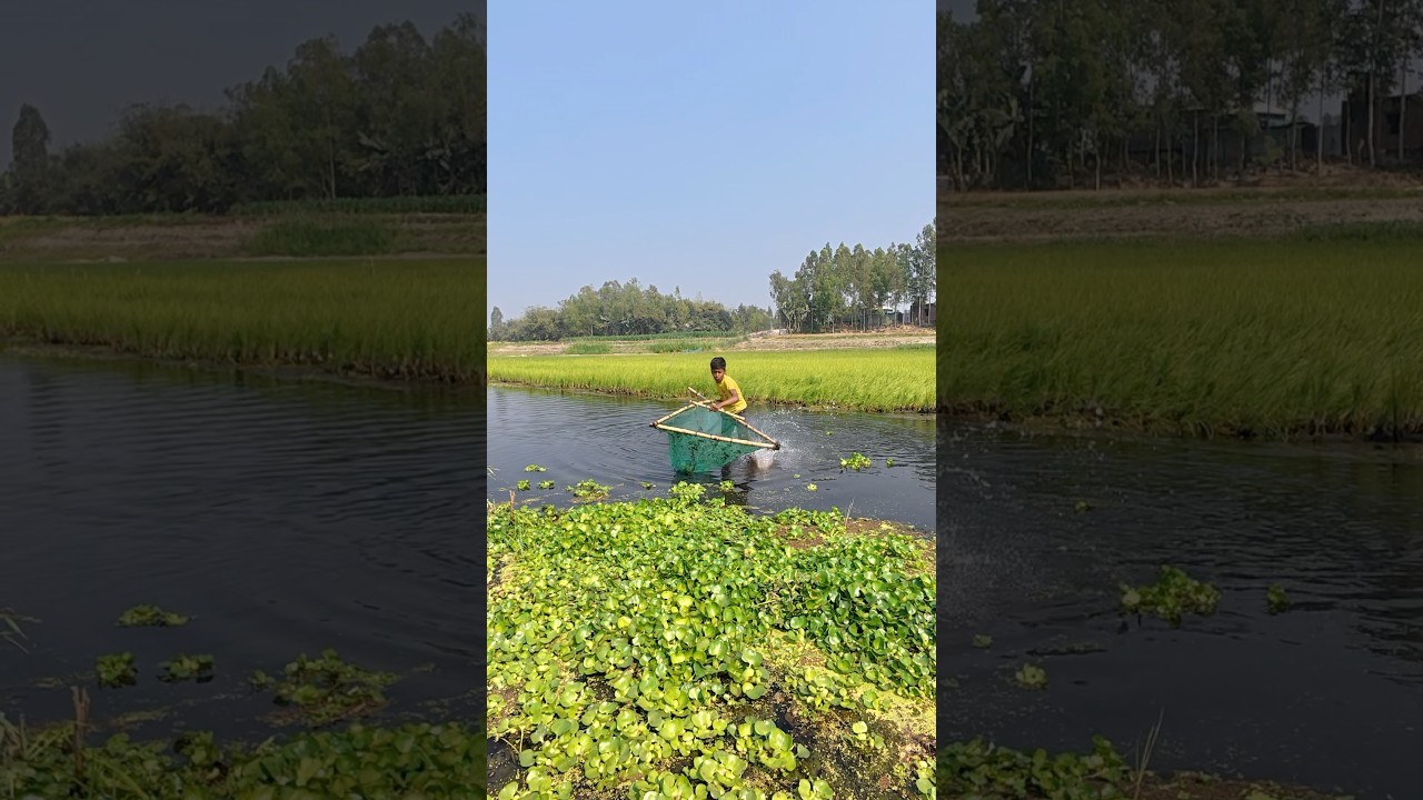 Traditional River Fishing Adventure with Village Boys #fishing #handfish #river