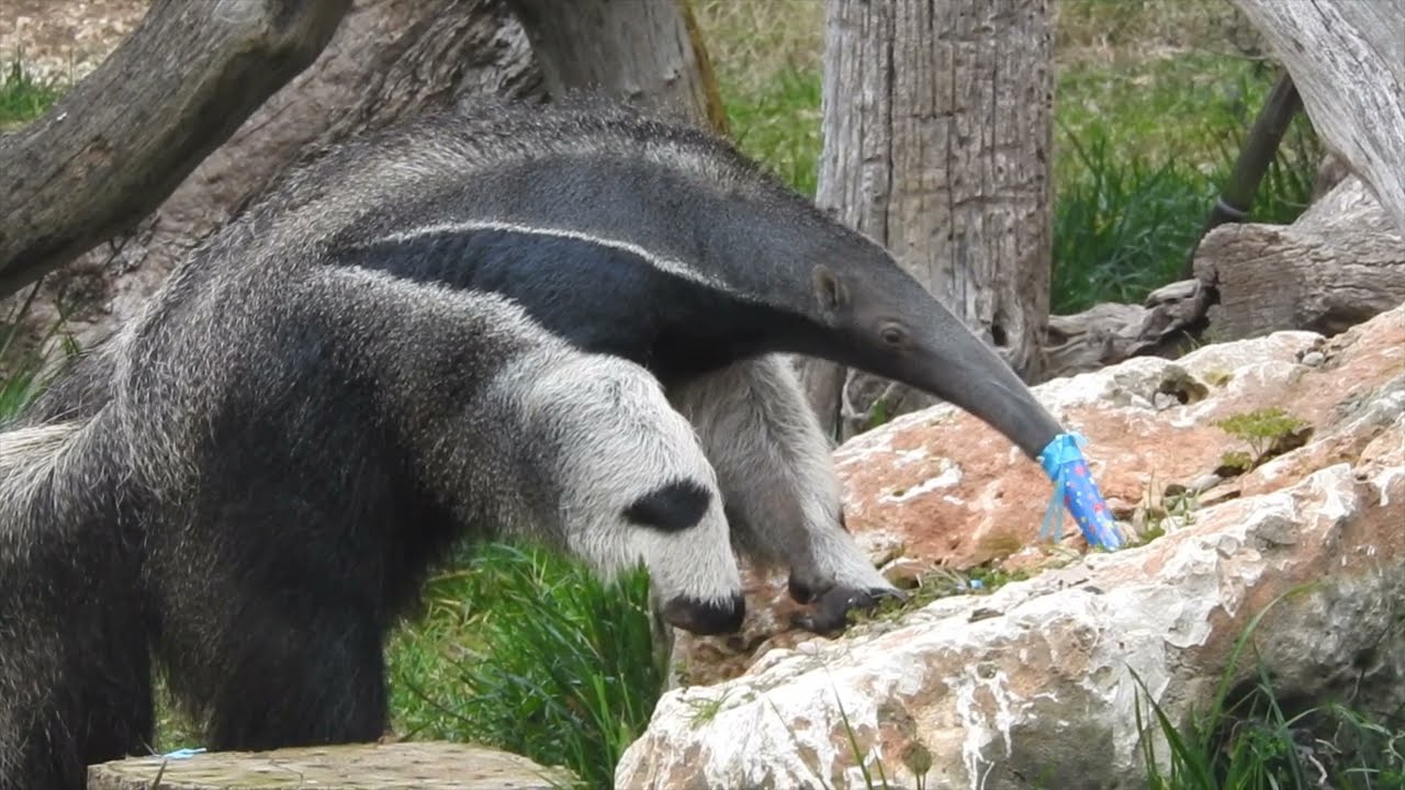 È Carnevale per iene, lemuri, suricati e formichiere gigante