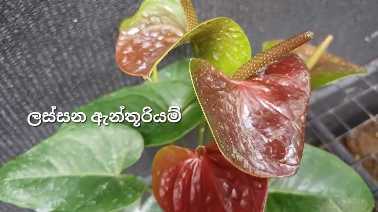 Essentia තියෙනව. ඕනිද 🥰2026/02/23🥰0706132904🥰#anthurium #floweringplants#gardening#  