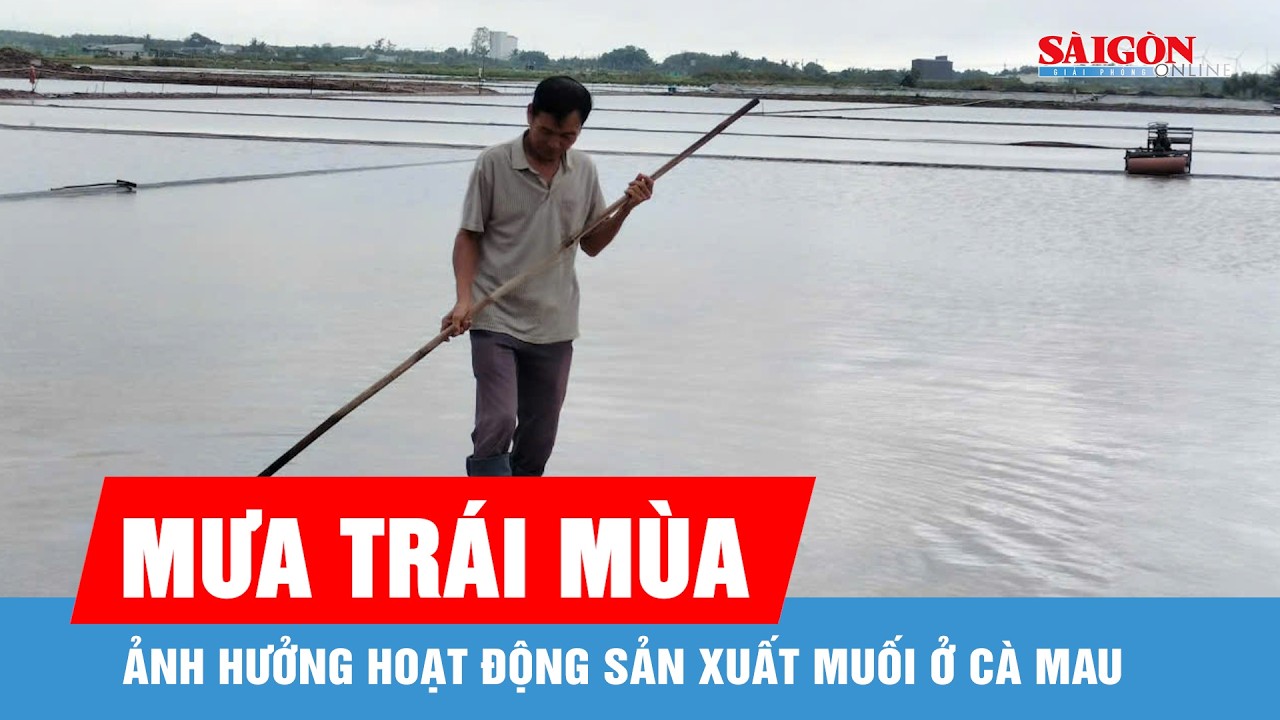 C&agrave; Mau: Mưa tr&aacute;i m&ugrave;a ảnh hưởng hoạt động sản xuất muối
