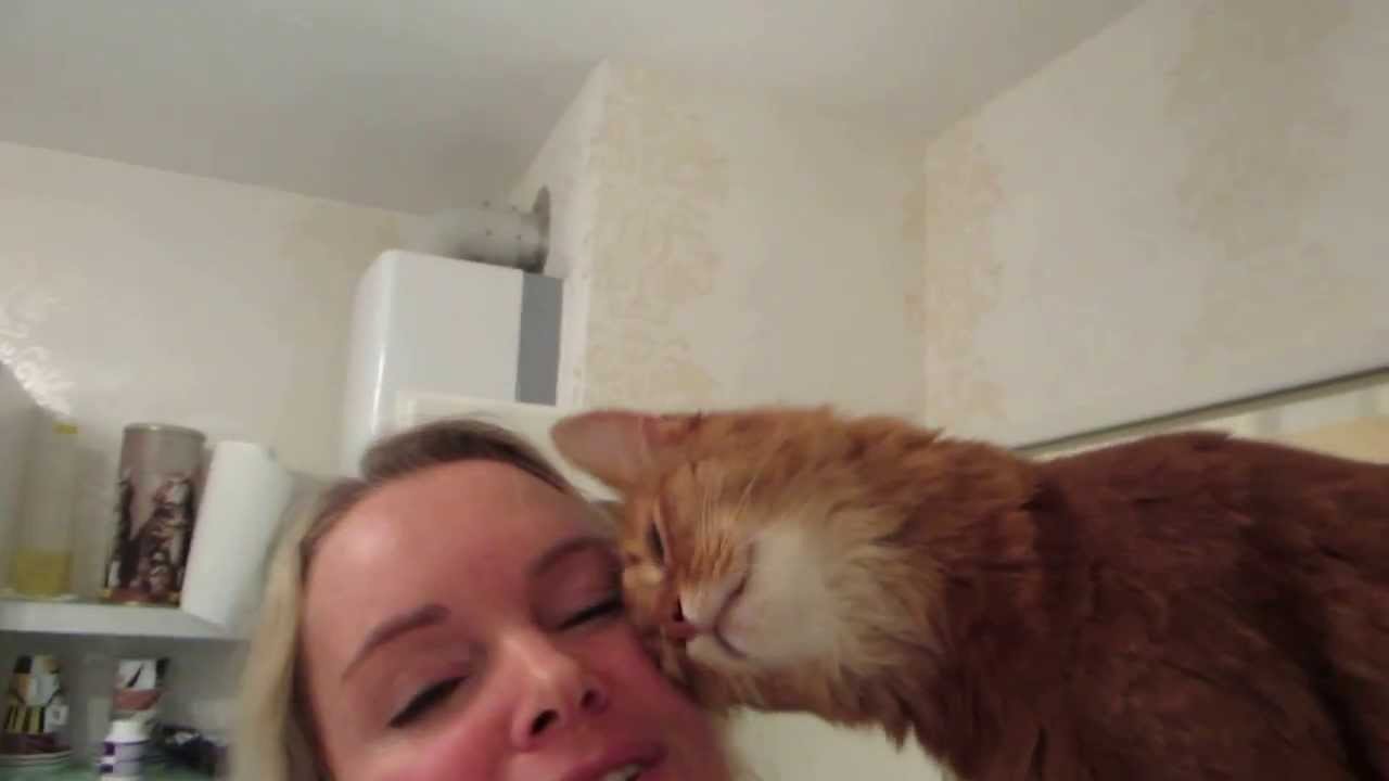 Katze schmust nur mit Frauchen