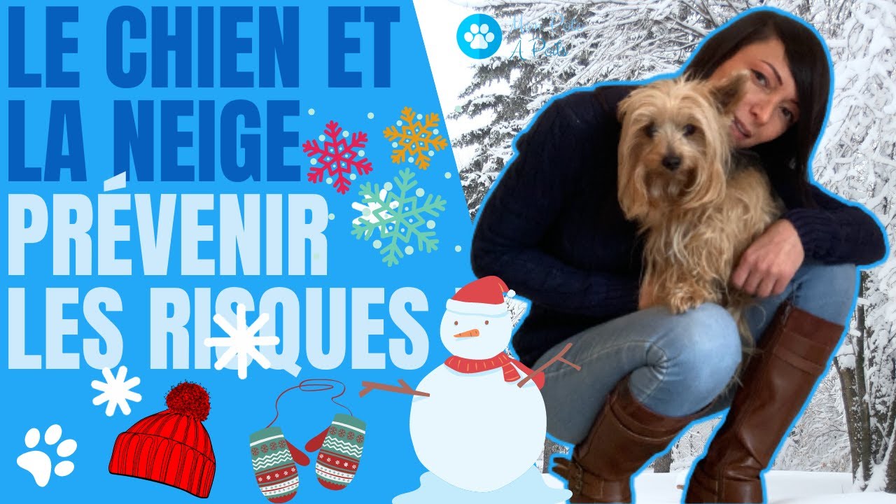 LE CHIEN ET LA NEIGE : PRÉVENIR LES RISQUES ! ☃️🐾🥶 #ProtegerSonChienContreLaNeige 🐕❄️