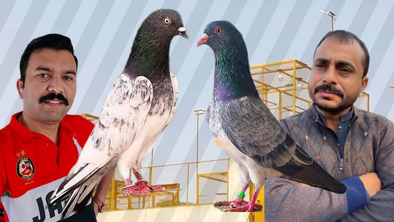 Champion Faisalabad Chaudhry Zahid Hanan and Haji Wasim ki chat se pigeons