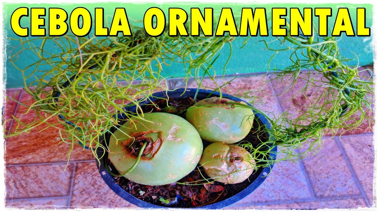 CEBOLA ORNAMENTAL: IDENTIFICAÇÃO E DICAS PARA CULTIVAR ESTA EXÓTICA SUCULENTA