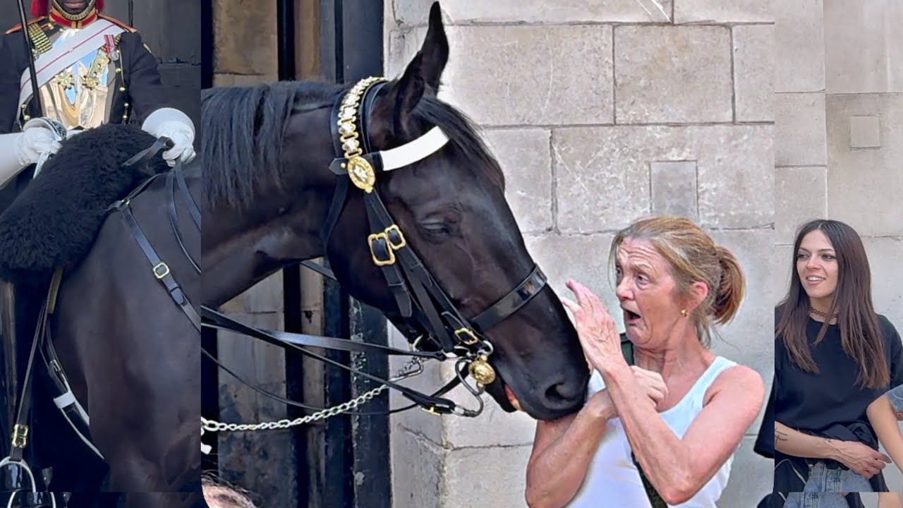 LADY Messed with King's Horse That Doesn't Want to be Disturbed - The Result SHOCKED HER!