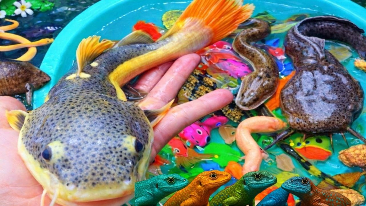 Catching aquarium color catfish in small pond turtle, gold fish, pencil fish, koi #fish #fishing