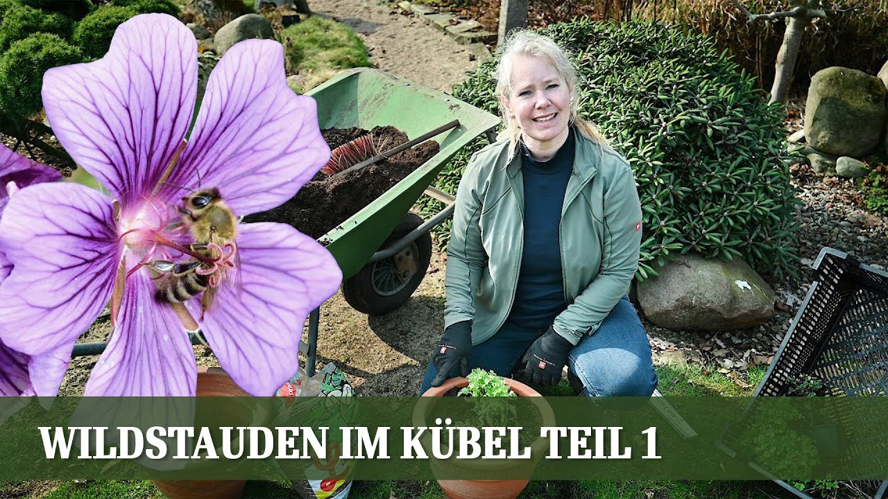 Ganzjahres Kübelbepflanzung mit Wildstauden - Teil 1: Sonniger Standort