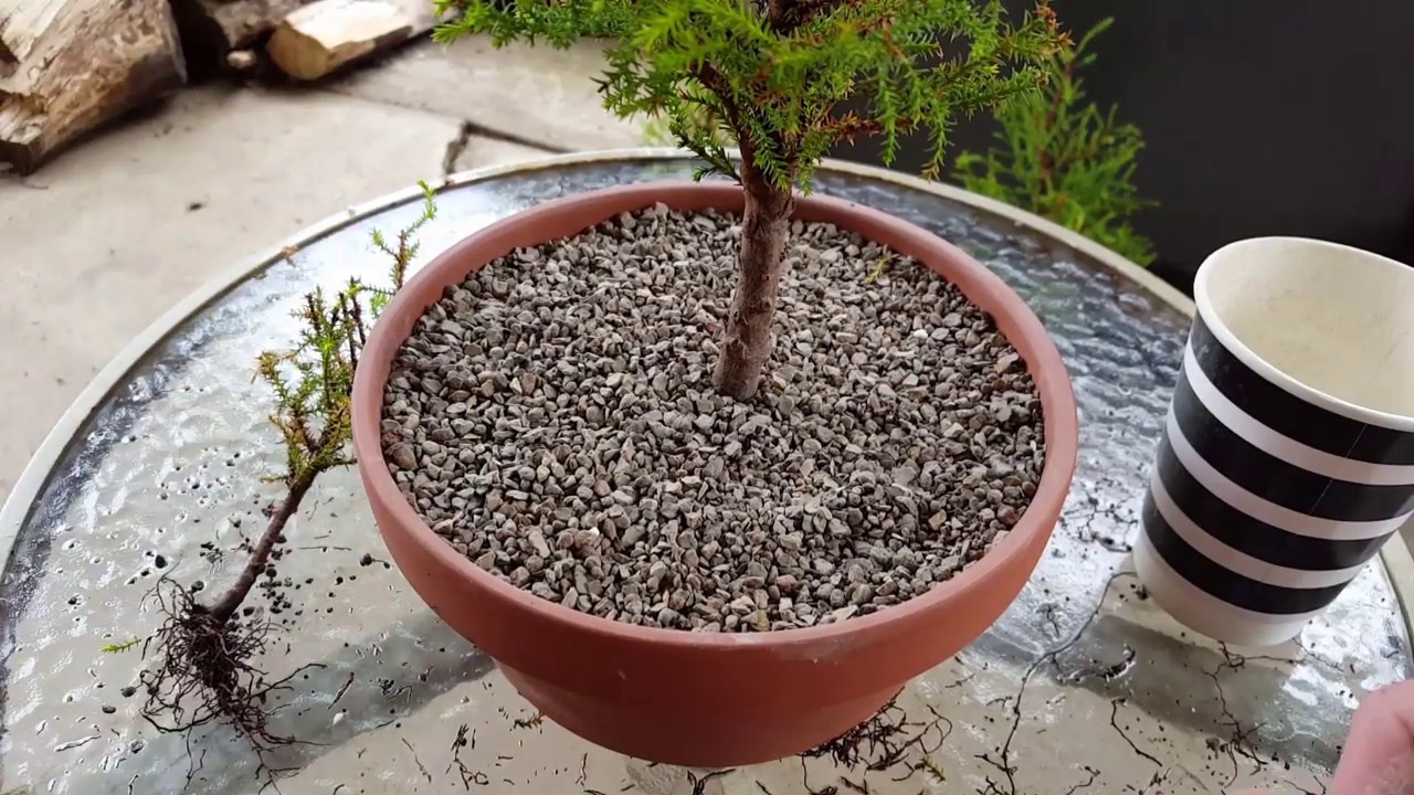 First Repot Of My Lemon Cypress Trees From Cuttings Part 4
