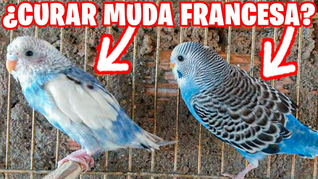 ¿COMO CURAR LA MUDA FRANCESA EN PERIQUITOS?