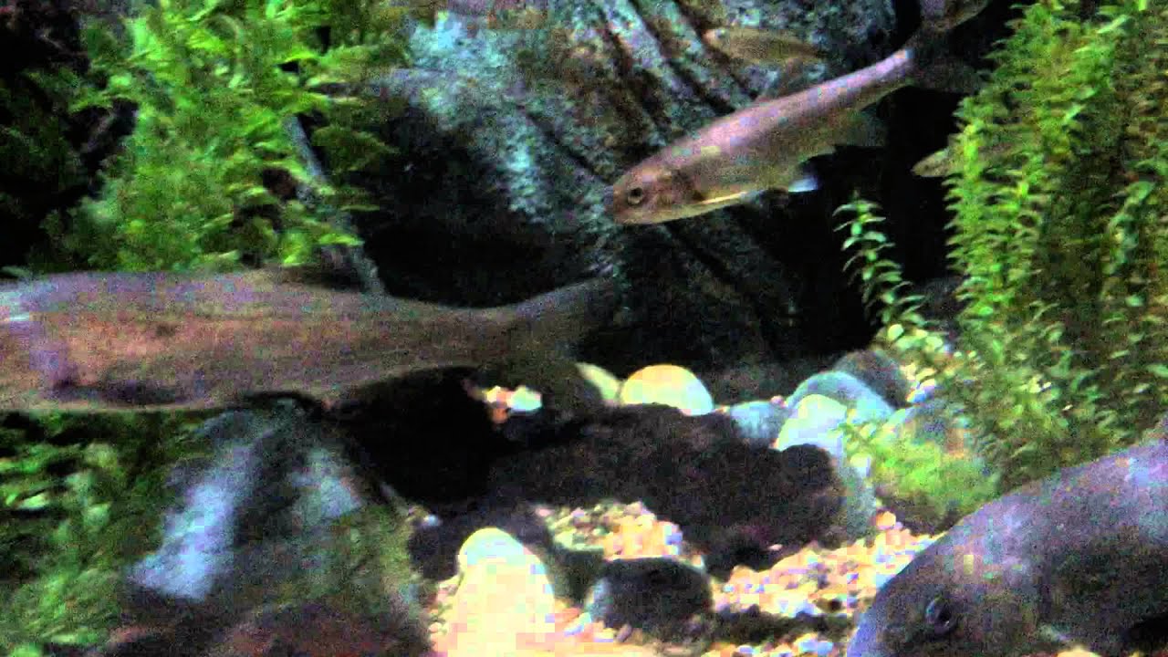 DER AITEL D&Ouml;BEL   THE CHUB FISH