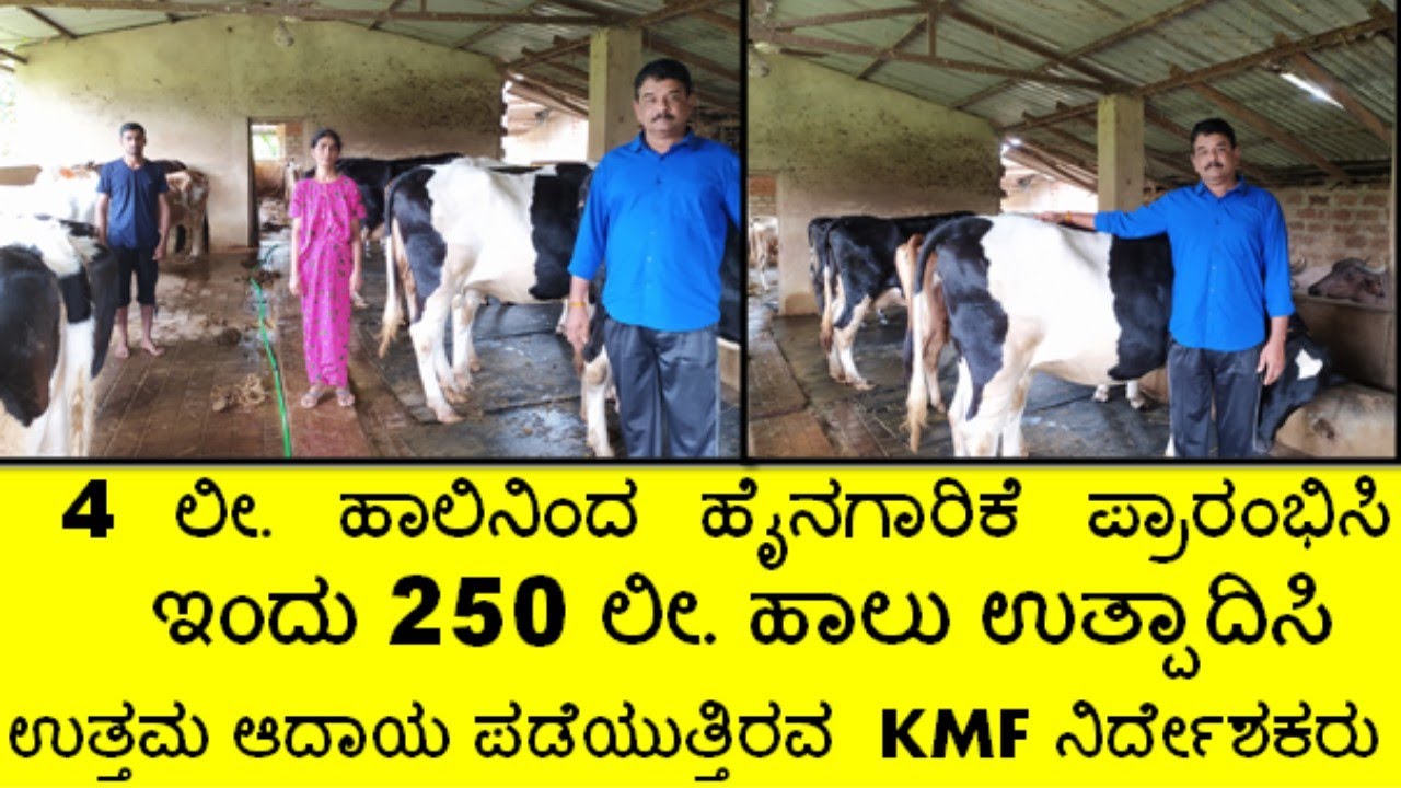 ಹಸು ಮತ್ತು ಎಮ್ಮೆ ಸಾಕಾಣಿಕೆ ಮಾಡಿ ಪ್ರತಿದಿನ 250 ಲೀ. ಹಾಲಿನಿಂದ ಉತ್ತಮ ಆದಾಯ ಪಡೆಯುತ್ತಿರುವ KMF ನಿರ್ದೇಶಕರು