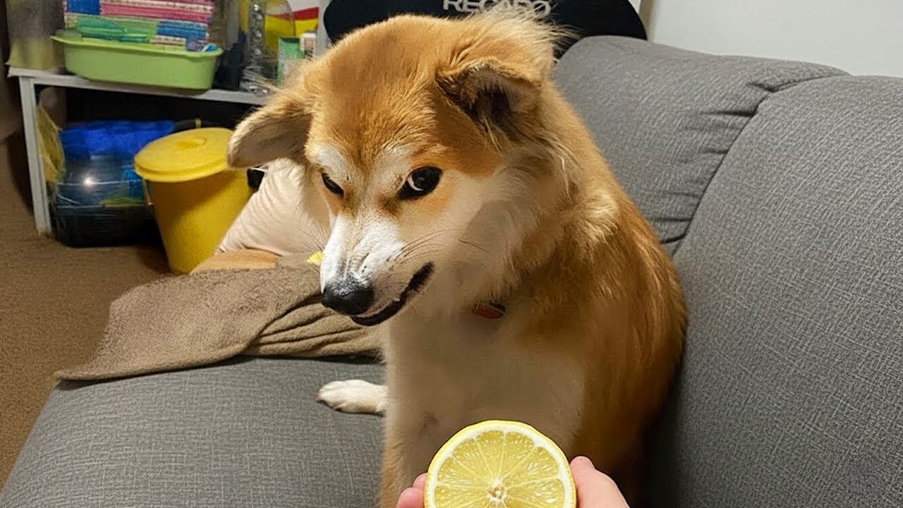 &iexcl;Te morir&aacute;s de risa con estos perros! 🐶😂 Los videos m&aacute;s graciosos de perros 2025