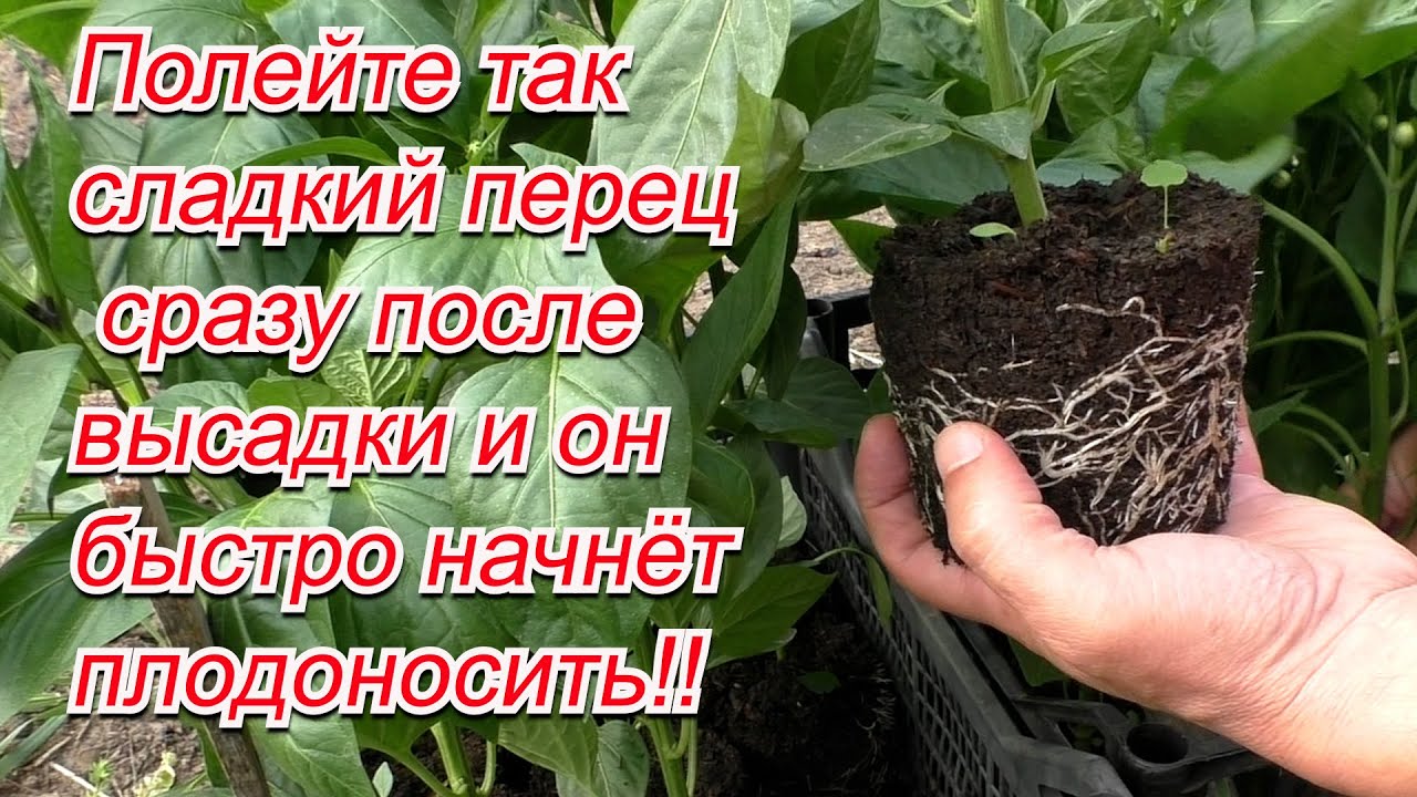 Сажаем сладкий перец. Чем полить перец для быстрого роста после высадки.